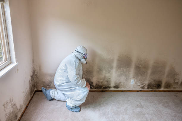 Best Bathroom Mold Remediation in Louisburg, NC