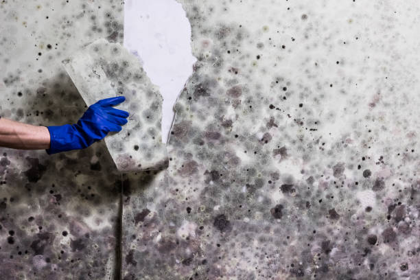 Best Mold Testing and Inspection Services in Louisburg, NC